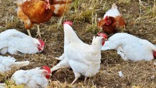 流感病毒可以通过哪些方式传染给鸡群  导致鸡群得流感的因素