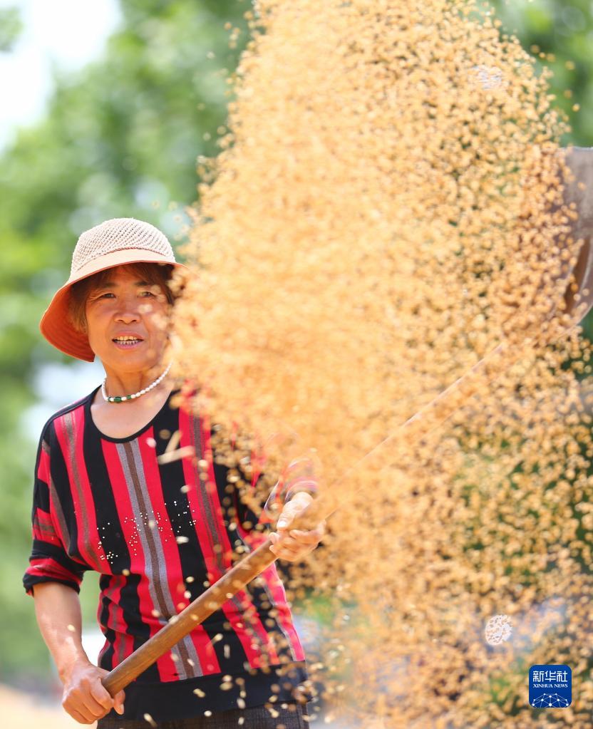 诗意中国丨趁晴割麦收云黄