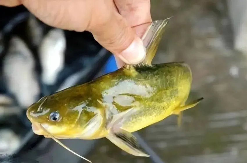 外来物种惊现！半小时钓二三十条鱼潜贵州河流，会带来生态灾害吗