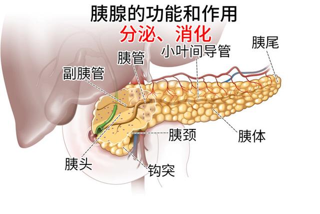 直面“癌王”胰腺癌，预防早筛很重要