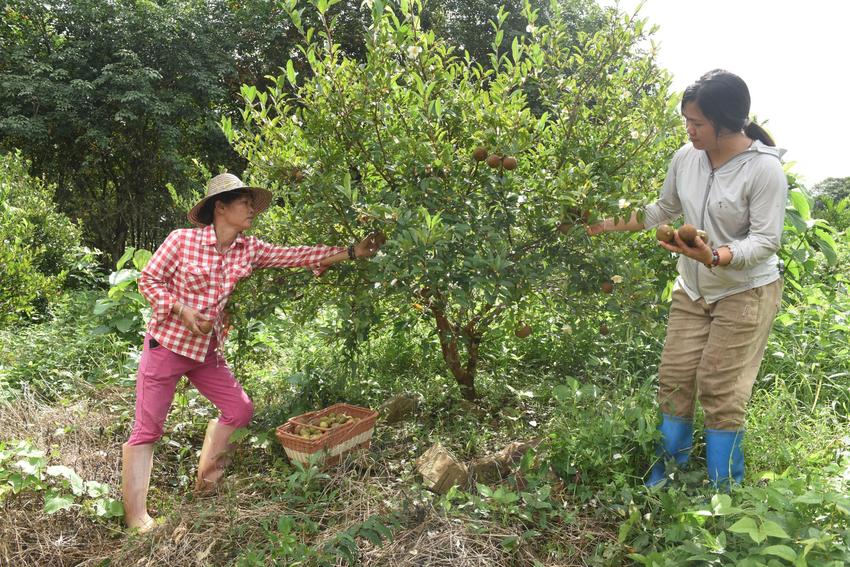 屯昌农户种植油茶树助力乡村振兴