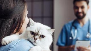 猫的炎症性肠病（IBD）：原因，症状和治疗