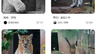 比大熊猫还珍贵？重庆动物园金猫走了：超过15岁