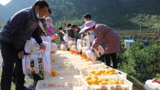 大化：2万斤“供深”农产品直销粤港澳大弯区