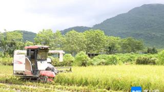 平均亩产597.79公斤！三亚再生稻品种示范基地头季测产