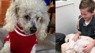 给爱犬洗牙，发现肾衰竭，男孩忍痛抱住爱犬实施安乐死