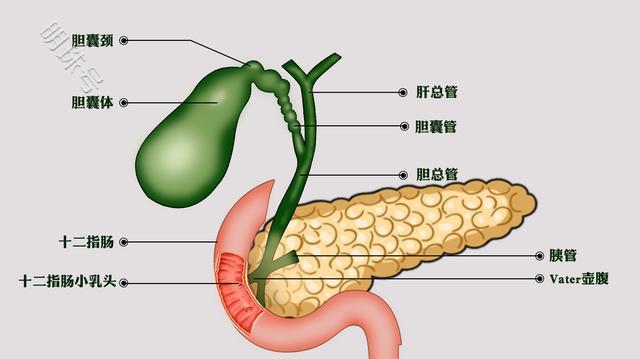 胆囊切除后对人体的影响？一起了解下吧