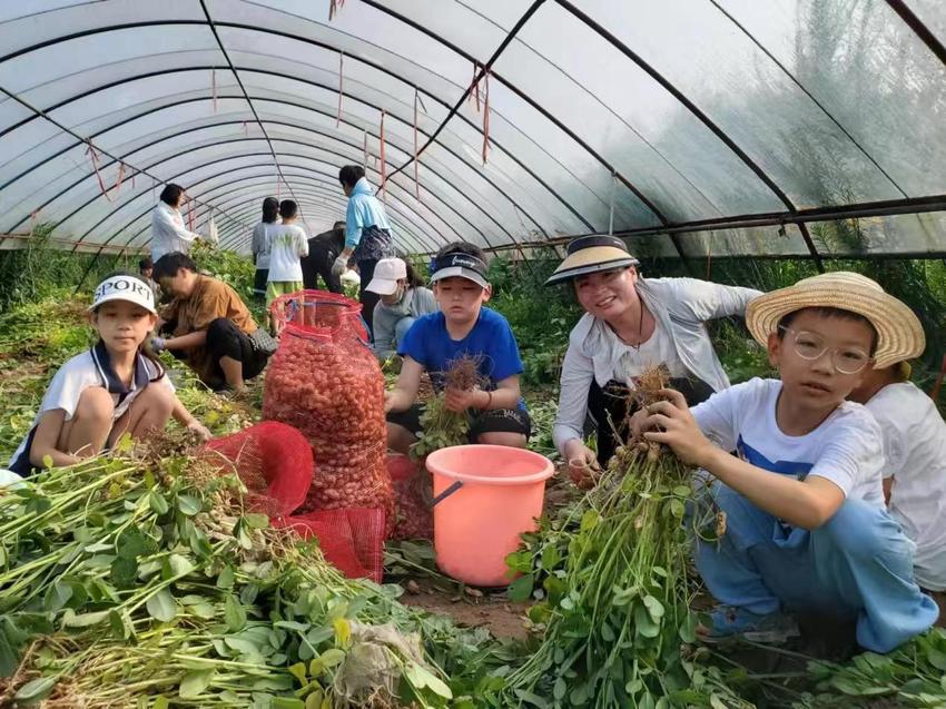 杞县回民小学：花生丰收庆劳动 绿色教育显成效