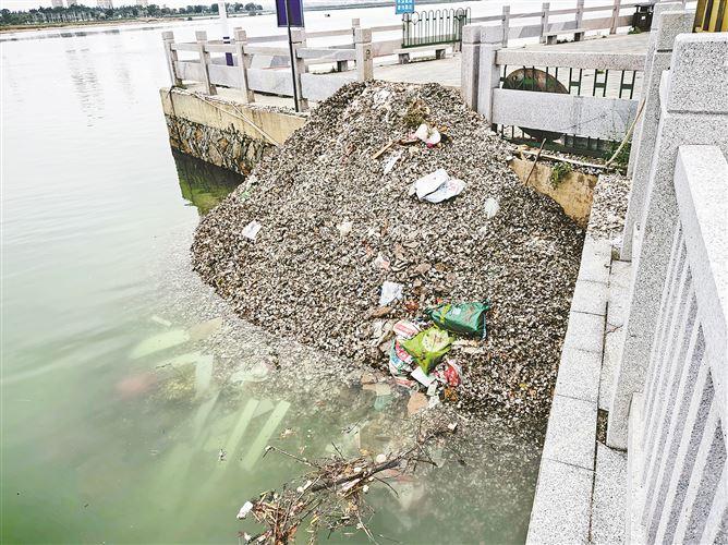 海蛎壳乱倒成堆 海边腥臭扑鼻