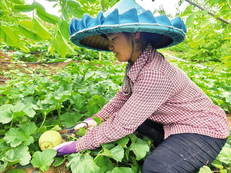 瓜果套种效益好  接茬收获不断档