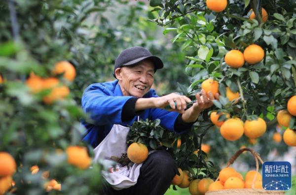 贵州赤水：“红美人”柑橘种植助力乡村振兴