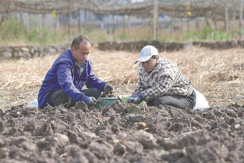 小马蹄“踏”出致富路