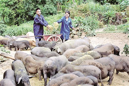 奏响农民增收致富新乐章