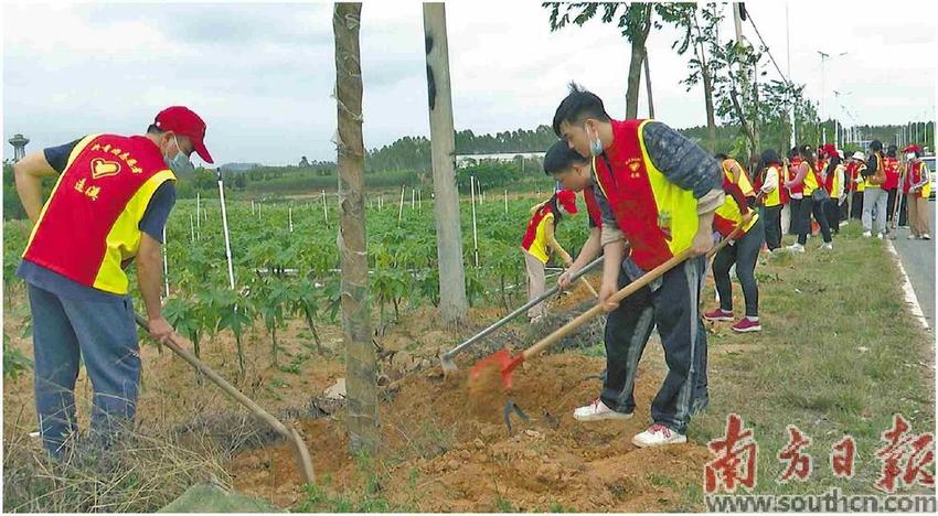 300余棵麻楝树为遂溪添绿