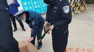 西安一厂区中发现保护动物绿头鸭  确认未受伤后民警将其放生