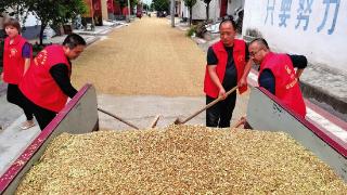 助收队帮收小麦3800亩