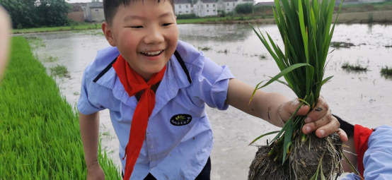 泗阳县实验小学开展插秧活动：不负时光 插下希望