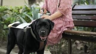 重庆第一只导盲犬拉布拉多的故事