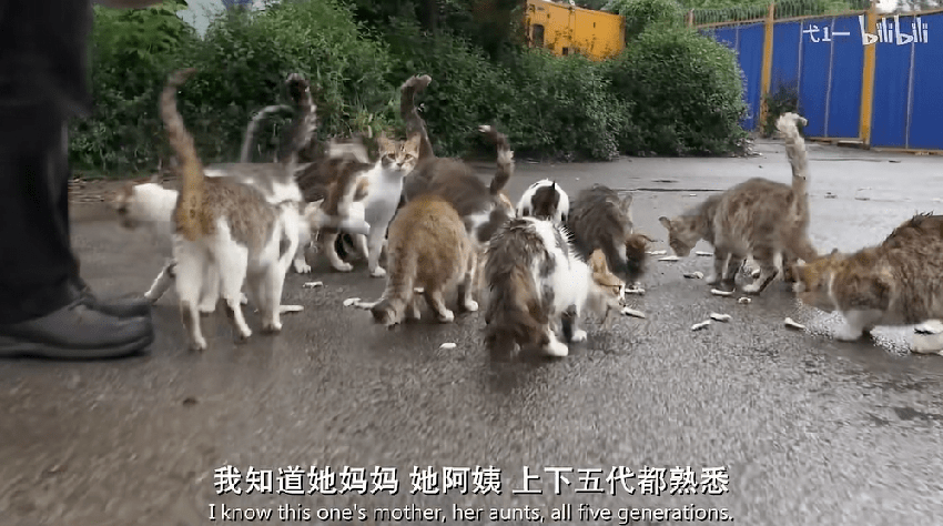 为什么不建议爱猫人士去土耳其？