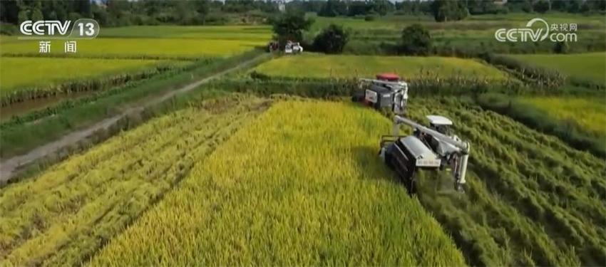 重庆永川近60万亩水稻迎丰收 机声轰鸣抢收忙