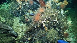 研究人员在加拉帕戈斯群岛发现新珊瑚礁