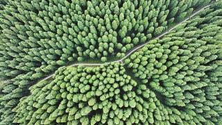 成都彭州中坝森林300多亩高大挺直的杉木