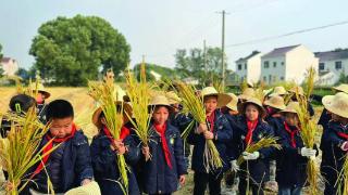 学生劳动实践“割稻子”