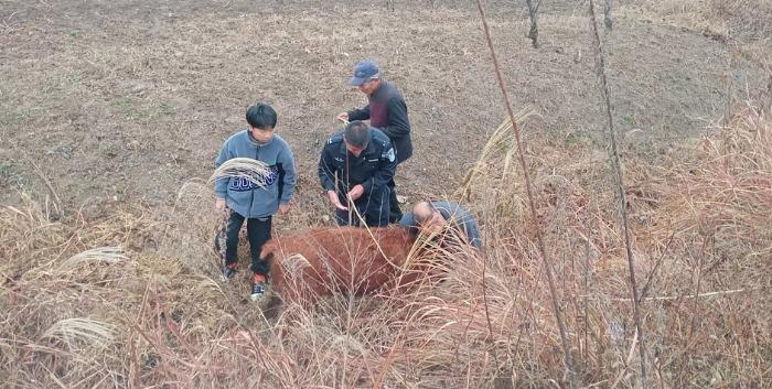 泗县：5头牛犊逃出牛圈，民辅警翻山越岭帮着找回