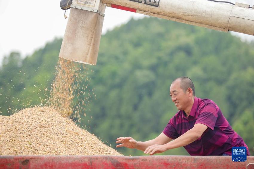 诗意中国丨趁晴割麦收云黄