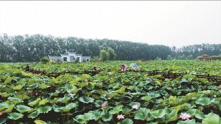 村级集体经济看亮点 | 行舟菡萏间 揽尽夏日香