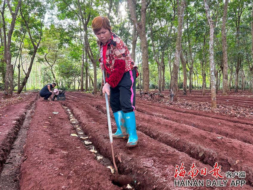 海南全省林下经济面积65万亩，产值达48亿元