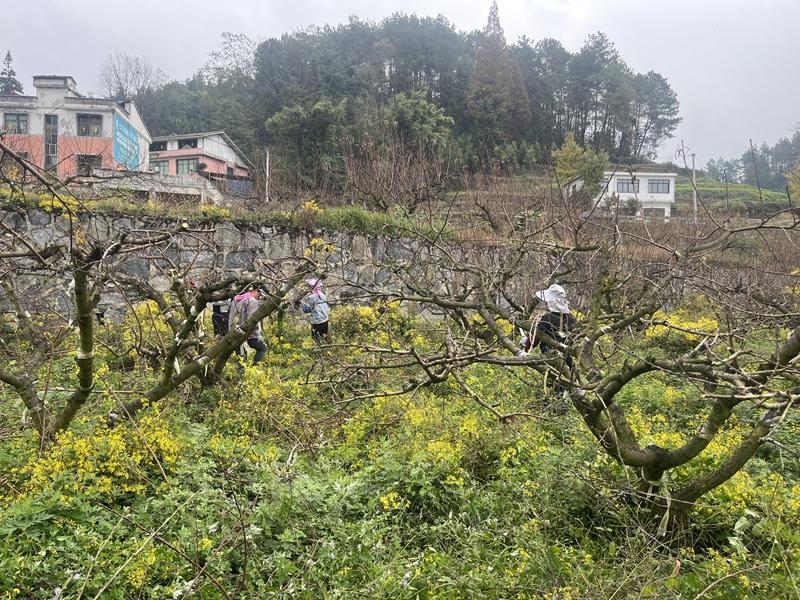 仁怀苍龙街道水塘村：特色产业激活乡村发展内生动力