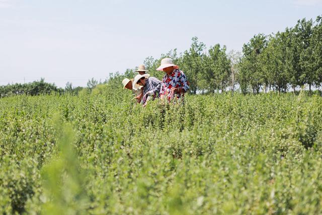 这菜使劲吃，一去湿气，二散寒气，三强免疫，现在正当季