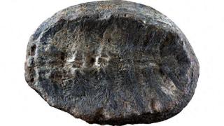 1.32亿年前的神秘化石的真实身份终于揭晓