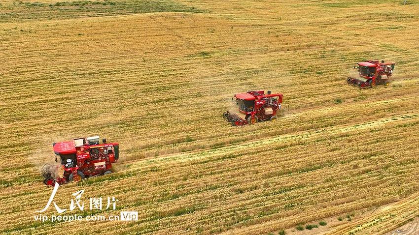 甘肃张掖：57万多亩小麦开镰收割