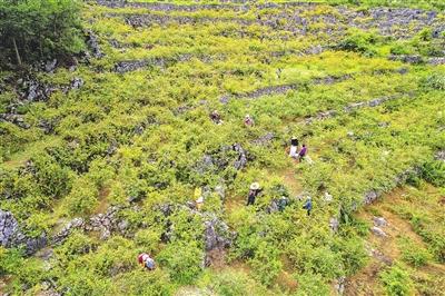 石漠山区刺梨喜丰收