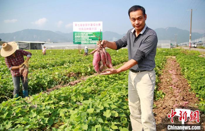 福建践行大食物观：连城育强百亿地瓜产业