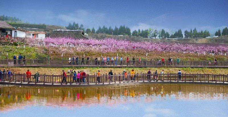 南充西充县：以花为媒 农旅结合振兴乡村