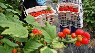 野草莓的营养价值