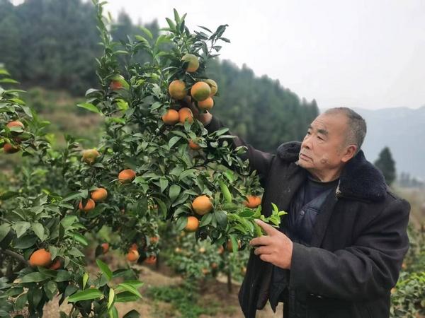 习水县大湾村：黄灿灿的沃柑挂满枝头