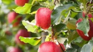每天吃一个“煮熟”的苹果，坚持半月，“4个甜头”或会悄然而至