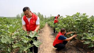 无花果的金色希望