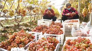 错季种植，冬日葡萄格外甜