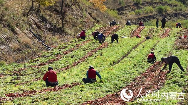 呼和浩特市赛罕区后窑子村有机胡萝卜喜获丰收