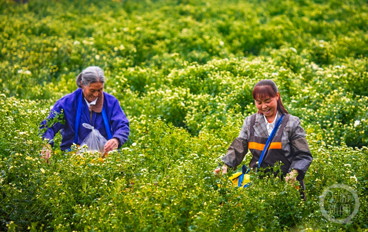 “订单式”胎菊助农增收