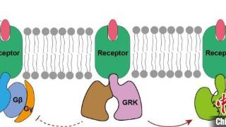 中国科学家药物基础研究获重要突破 为新药研发开辟全新路径