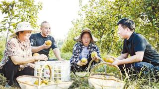 梨子满枝头 飘香迎丰收