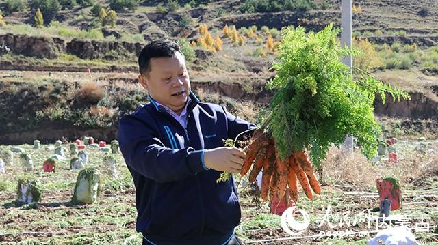 呼和浩特市赛罕区后窑子村有机胡萝卜喜获丰收