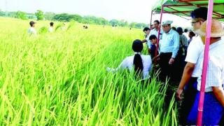 缅甸农业部部长称：虽然投入成本增加，但农作物也获得好价格