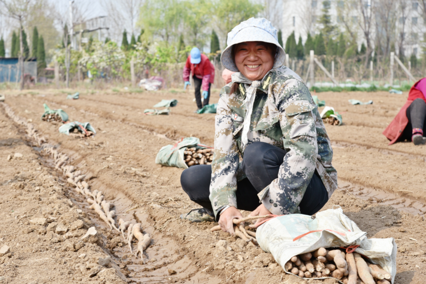 农村面貌焕新 | 长山镇山药地里种植忙 “人机协作”效率高